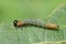 Closeup on the colorful larvae , caterpillar, late instar, of the Willow sawfly, Nematus salicis on Goat willow