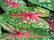 Closeup colorful leaf Caladium bicolor plant ,elephant ear ,heart of Jesus ,angle wings ,Araceae ,tropical heart or lance shaped l