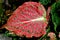 Closeup colorful leaf Caladium plant ,elephant ear ,heart of Jesus ,angle wings ,Araceae ,tropical