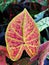 Closeup colorful leaf Caladium plant  Hybrid new wave ,gold rare ,elephant ear ,heart of Jesus ,angle wings ,Araceae ,tropical