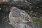 Closeup of a colorful light brown pheasant