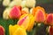 Closeup colorful live tulips with rain drops on the multicolored bokeh background