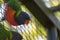 Closeup of a colorful lorikeet bird in a cage outdoors during daylight
