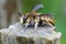 Closeup on a colorful male European woolcarder bee, Anthidium manicatum