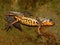 Closeup on a colorful male Japanese fire-bellied newt , Cynops pyrrhogaster, from Kii Peninsula