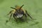 Closeup on a colorful male Tawny mining bee, Andrena fulva, on a green leaf