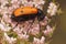 Closeup on a colorful mediterranean blister beetle, Mylabris quadripunctata