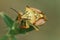 Closeup on a colorful mediterranean Carpocoris mediterraneus atlanticus shieldbug, against a green background