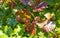 Closeup of Colorful Merlot Red Wine Grape Leaves