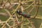 Closeup on the colorful metallic diurnal Zygaena lavandulae moth sitting in the vegetation