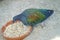 Closeup of the colorful metallic green and blue Nicobar pigeon, Caloenas nicobarica feeding