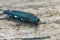 Closeup on a colorful metallic Oak splendour beetle , Agrilus biguttatus, sitting on a piece of wood