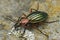 Closeup on a colorful metalling green and red ground beetle, Carabus auronitens in Austria