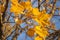 Closeup of colorful Norway maple leaves in sunlight with blue sky in background