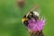 Closeup on a colorful norwegian bumblebee, Bombus norvegicus, on a purple knapweed flower