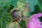 Closeup of the colorful nymph of the Souther green shieldbug , Nezara virudula