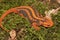 Closeup on a colorful orange adult Mandarain newt, Tylototriton shanjing, a threatened salamander species