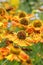 Closeup on the colorful orange blossoming common sneezeweed, Helenium autumnale , in the garden