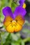 Closeup on the colorful orange blossoming common sneezeweed, Helenium autumnale , in the garden