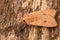 Closeup on the colorful orange Brick owlet moth , Agrochola circellaris