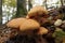 Closeup on a colorful orange brown spectacular rustgill mushroom, on the forest floor