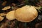 Closeup on a colorful orange brown spectacular rustgill mushroom, on the forest floor