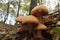 Closeup on a colorful orange brown spectacular rustgill mushroom, on the forest floor