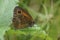 Closeup on a colorful Orange Gatekeeper buttterfly , Pyronia tithonus sitting on a green leaf