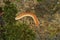 Closeup on a colorful orange Octoglena sierra milliped on a moss covered stone