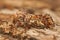 Closeup on a colorful orange Pine beauty owlet moth, Panolis flammea, sitting on wood