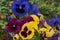 Closeup of colorful pansies