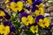 Closeup of colorful pansies Viola wittrockiana in the sunshine