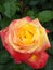 Closeup of a colorful peace rosa blooming among green leaves in the garden