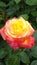 Closeup of a colorful peace rosa blooming among green leaves in the garden