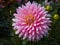 Closeup of a colorful pink full double blooming Dahlia with green leaf background