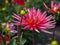 Closeup of a colorful pink yellow spiky Semi-Cactus Dahlia with double-flowering bloom and long, half rolled petals