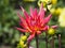 Closeup of a colorful pink yellow spiky Semi-Cactus Dahlia with double-flowering bloom and long, half rolled petals