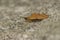 Closeup on the colorful Purple-barred Yellow geometer moth, Lythria cruentaria , sitting on a stone