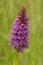 Closeup on the colorful purple southern or leopard marsh orchid, Dactylorhiza praetermissa