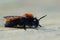 Closeup on a colorful red and black female Tawny mining bee , Andrena fulva sitting on wood