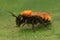 Closeup on a colorful red and black fluffy female tawny mining bee.