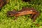 Closeup on a colorful red Califronian Ensatina eschscholtzii salamander