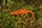 Closeup on a colorful red eft stage juvenile Red-spotted newt Notophthalmus viridescens sitting on moss