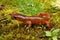 Closeup on a colorful red Ensatina eschscholtzii salamander from North California