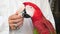 closeup colorful red green macaw parrot bird on person hand