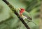 Closeup of colorful Red-headed Barbet bird,Ecuador