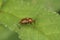 Closeup on the colorful red mirid bug, Deraeocoris ruber sitting on a green leaf