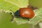 Closeup on the colorful red Poplar leaf beetle, Chrysomela populi