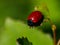 Closeup on the colorful red Poplar leaf beetle, Chrysomela populi, eating from Populus alba leaf