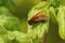 Closeup on a colorful red Tawny mining bee, Andrena fulva, sitting on fresh green leafs